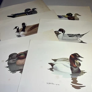 RICHARD SLOAN Juego de 6 impresiones vintage firmadas de pato pintail 11"x14" 1980-sin marco - Imagen 1 de 9