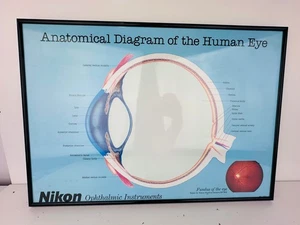Nikon Ophthalmic Instruments Anatomical Diagram Of The Human Eye Framed - Picture 1 of 3