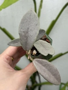 Hoya Wilbur Graves Super Silver🩶~Rare~Established Indoor/Outdoor Plant🪴 - Picture 1 of 8