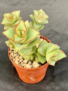 Crassula Perfossa - Bild 1 von 1