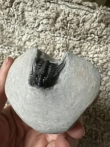 Leonaspis Trilobite, Atchana, Morocco - Picture 1 of 23