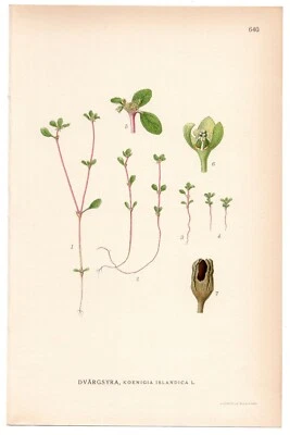 1926 Iceland Purslane, Lindman Botanical Print, Koenigia Islandica - Image 1 of 3