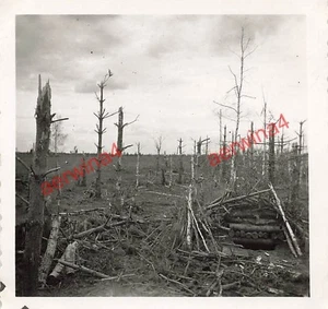 HKL zerstörte Bäume Lodwa Stellung Sinjawino-Höhen Leningrad Russland Ostfront - Bild 1 von 2