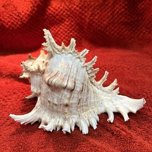 Large Nautical Ocean Queen Murex Rock Snail Seashell 7.5”L X4.5”W - Picture 1 of 4