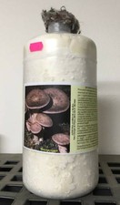 1 Barattolo da 2,5 Lt. MICELIO FRESCO DI FUNGHI - Cardoncello