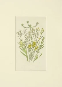 Botanik Wildblumen Originaldruck. - Bild 1 von 1