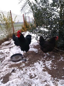 10 Bruteier BE Reinrassige Große Schwarze Australorps Hühner Hennen Küken - Bild 1 von 13