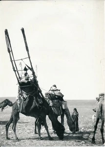 SYRIEN c. 1950 - Konvolut 8 Fotos Reiter Kamele - L 472 - Bild 1 von 12