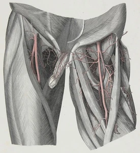 Oesterreicher´s ANATOMIE - Arterien des Oberschenkels - Steinstich, 1845 - Picture 1 of 2