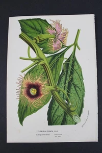 Antique Botanical, Van Houtte, c.1850, Single page, Telfairia Pedata - Picture 1 of 1