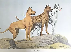 Antiguo estampado artístico de perro de 1919, grandes daneses, Louis Agassiz Fuertes - Imagen 1 de 4