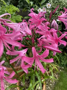 Nerine belladiva ‘ANASTASIA’ X 3 bulbs Beautiful large flowers. Autumn flowering - Picture 1 of 1