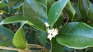 2 Live Plants of Sweet Olive Shrubs Osmanthus Houseplant Very Fragrant, 4" Tall - Picture 1 of 6