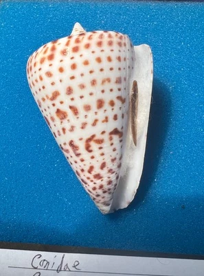 Uncommon Cone - Conus therriaulti - Campeche Bank -  61mm - Image 1 of 4