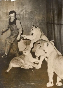 Young Lions & Keeper Wild Life Zoo Old Photo 1950 - Foto 1 di 2