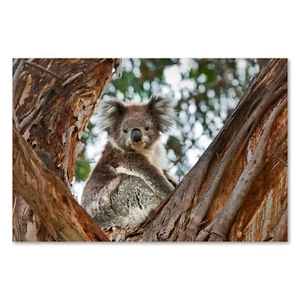 Postereck 3894 Poster Leinwand Koala, Bär Australien Natur Tier Baum - Bild 1 von 7