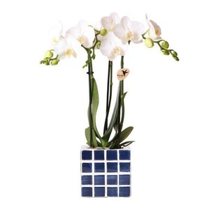 Phalaenopsis Orchidee Amabilis Weiß + Mosa Ziertopf Blau Ø9cm - Zimmerpflanze - Bild 1 von 6