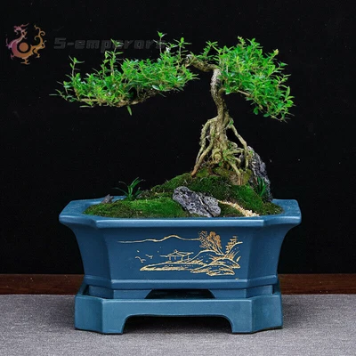 Large Rectangular Bonsai Pot W Tray High-grade Classic Chinese Purple Sand Pots - Image 1 of 4