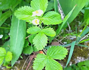 Walderdbeeren, Monatserdbeeren 6 bis 8 Jungpflanzen, Bio - Bild 1 von 3