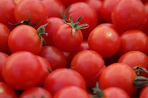 Large Red Cherry Tomato Seeds 100 Ct Vegetable HEIRLOOM NON-GMO FREE SHIPPING - Picture 1 of 2
