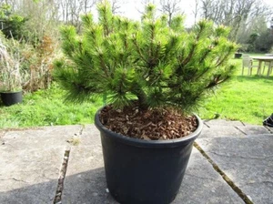 Pinus densiflora low glow iro 15yr TWIN STEM SPECIMEN 15L 33-40x50cm EXACT ITEM - Picture 1 of 2