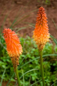 2 Red hot Poker Plant Bareroot - Picture 1 of 6