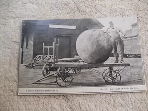 POSTCARD GIANT GEORGIA PEACH 1908 RITCHIE BROS. NOS - Picture 1 of 2