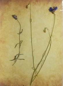 (P1) HERBARIO NATURAL - CENTAUREA CIANUS (05676) - Imagen 1 de 1