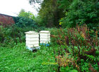 Photo 12x8 Beehives in the rose garden Dunham Massey These are in a spare  c2021