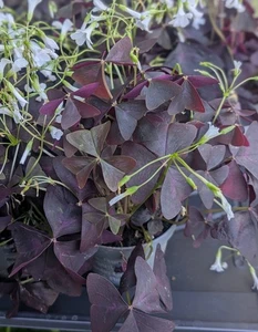 Oxalis Triangularis  - Bild 1 von 1