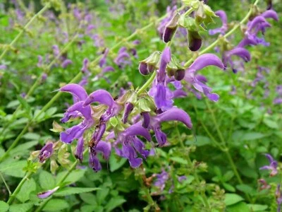 Red Sage Seeds - Salvia miltiorrhiza - Dan Shen TCM Herb Perennial Flower Seeds - Image 1 of 4