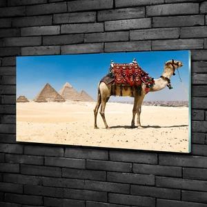 Glas-Bild Wandbilder Druck auf Glas 100x50 Deko Tiere Kamel in Kairo - Bild 1 von 6