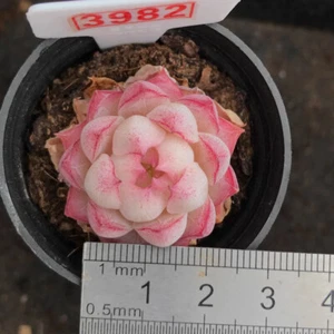Planta Suculenta Hogar Jardín Hermosa Planta 2.5-4cm - Imagen 1 de 11