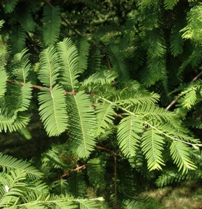 Hochstamm Kugelige Sumpfzypresse Cave Hill 60-80cm - Taxodium distichum - Bild 1 von 1