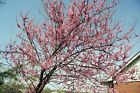 redbud, EASTERN REDBUD tree, pink flowers, 40 seeds! GroCo USA BUY 10=SHIPS FREE