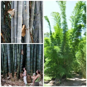 GIANT BLUE Bamboo!RARE Dendrocalamus membranaceus.40ft! Tropical garden.SEEDS. - Picture 1 of 1