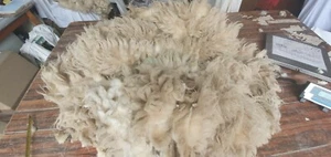 1.8 Kg Ave 5" Staple Raw Sheep Fleece for Spinning Weaving Stuffing Etc (N2) - Picture 1 of 11
