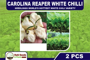 Carolina Reaper White Chilli Seedlings World's Hottest White Chili Variety 2 Pcs - Picture 1 of 10