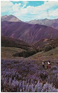 LUPINE Blooming in the Hills Purple Flowers Mountains  CALIFORNIA Postcard CA - Picture 1 of 2