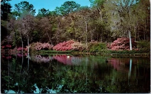 Mobile, AL Bellingrath Gardens Mirror Lake Postcard Chrome Unposted Azaleas - Picture 1 of 2