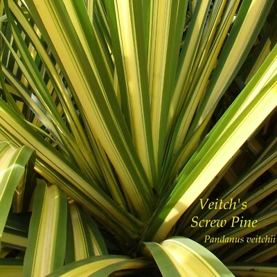 ~GOLDEN SCREW PINE~ Pandanus veitchii variegata 2ft Plant Variegated SCREWPINE - Image 1 of 4