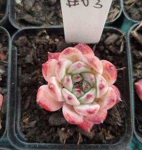 Echeveria crystal diamond 5cm diameter new hybrid 2023 - Picture 1 of 2