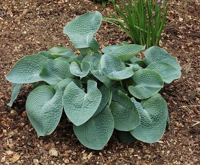 HOSTA ABIQUA DRINKING GOURD LIVE PERENNIAL PLANT STARTER BARE ROOT - Image 1 of 2