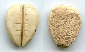 Antike Knochen Kauri-Münze (Zähne/ohne Löcher), W.Zhou, 1046-771 v. Chr., China - Bild 1 von 1