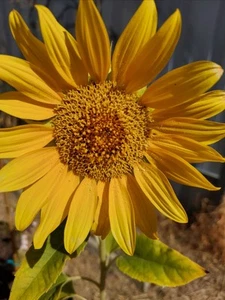 25 Organic Sunflower Seeds (Helianthus Annuus) - Harvested 2024 - Picture 1 of 3