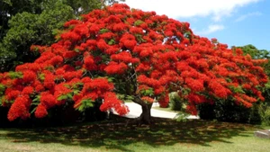 5 X DWARF POINCIANA SEEDS-DELONIX REGIA-FEATURE PLANT-FLOWERS SHADE GARDEN TREE - Picture 1 of 9