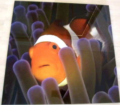 PRO ART Clownfisch Disney NEMO Bild 49x49 Plexi-Glas Plexiglas Ausstellungsstück - Bild 1 von 3