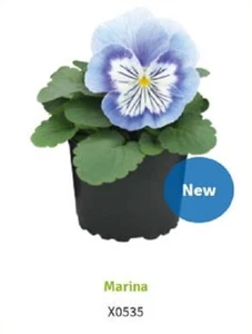 Pansy Seeds Pansy Cats Plus Marina 25 Seeds Viola Seeds Cats Plus Seeds - Picture 1 of 1