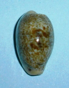 Erronea errones - CYPRAEIDAE - Philippines Sea Shell - 15.9mm Gem #2139 - Bild 1 von 2