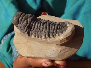 Large Trilobite Fossil Crotalocephalus Gibbus 3.5" Inches - Picture 1 of 6